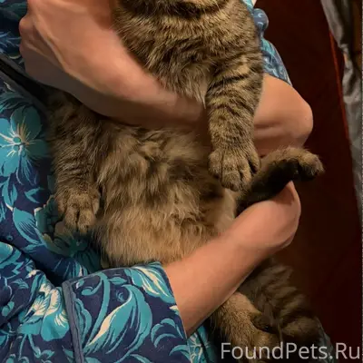Пропал кот Мирон, Сырково