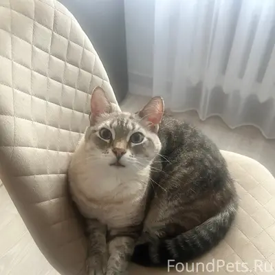 Пропал кот Бакс, район Завода