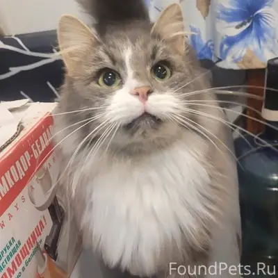 Пропал кот Котя, Сооьвычегодск