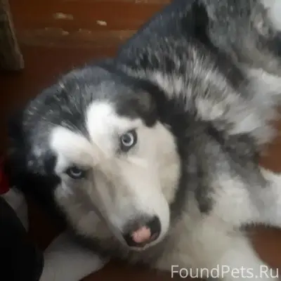 Пропала собака Грес, Новоуральск