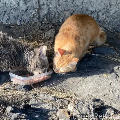 Найдены домашние коты, район Некрасова