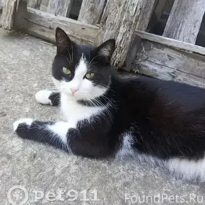 Пропал кот