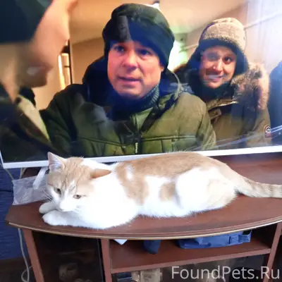 Пропал кот Персик, район Юности