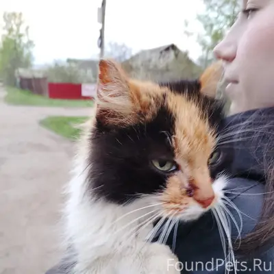 Найдена бездомная кошка, около церкви сорокаучеников