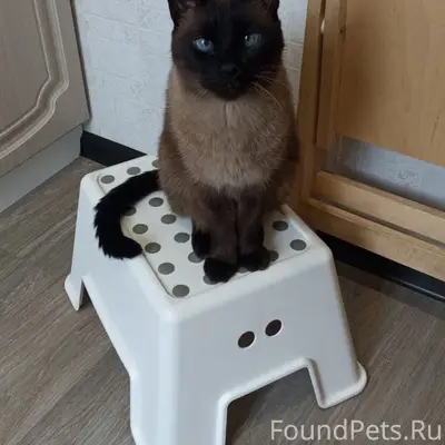 Пропал сиамский кот Феликс, Станкозаводская 25