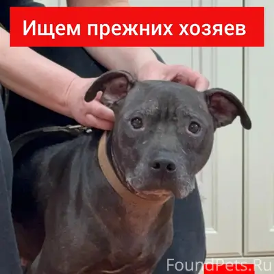 Найденна собака, ул. Тульская