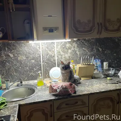 Пропал кот Кузя, улица Белинская