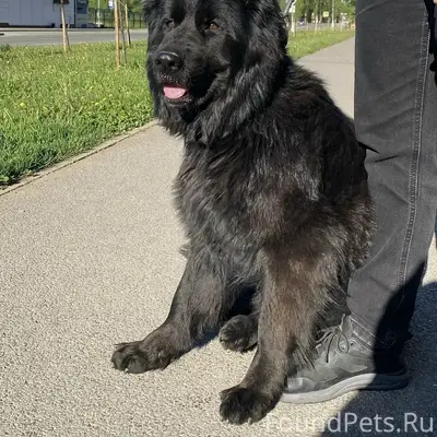 Найдена чёрная овчарка, район Обелиска, Салават