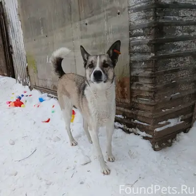 Пропал пёс Зевс, район хлебозавода