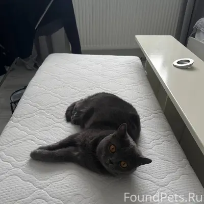 Пропала кошка Ляля, Отрадовка