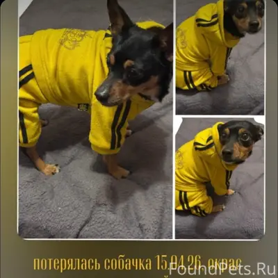 Пропал цвергпинчер, 15.04.26