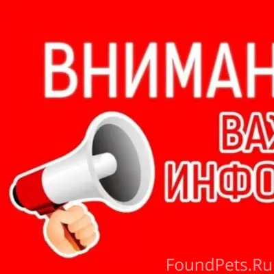 Найден пёс с ошейником, д. Тарова