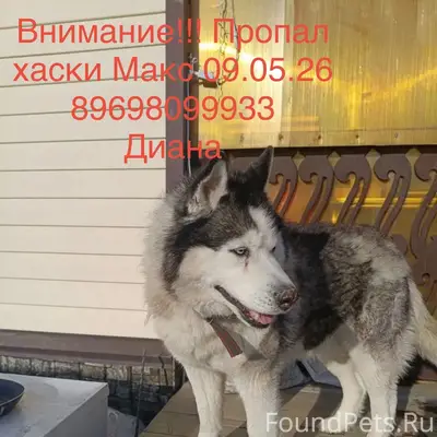 Пропал Хаски Макс, пос. Винзили