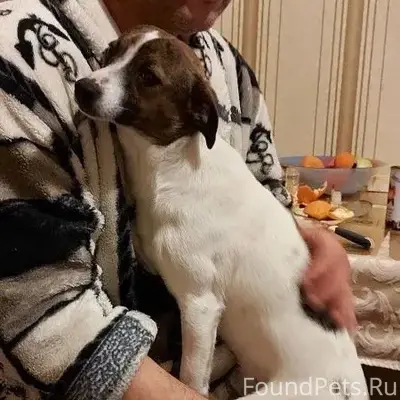Пропал Дружок, улица Спуск Герцена