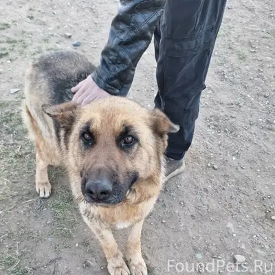 Пропала немецкая овчарка Герда, Кск