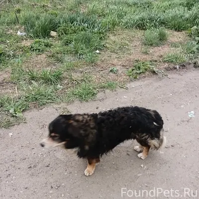 Найден бездомный пёс, мкр Сокольники