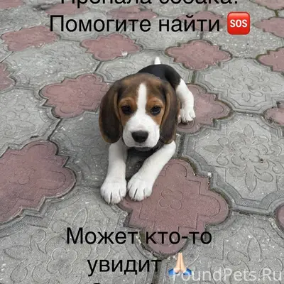 Пропала собака Бигль, Судак, Октябрьская 32