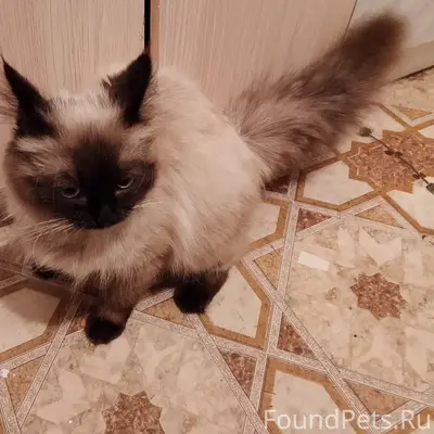 Пропал кот, улица Центральная