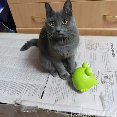 Пропал серый кот дым 