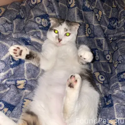 Пропала кошка, пгт Хелюля