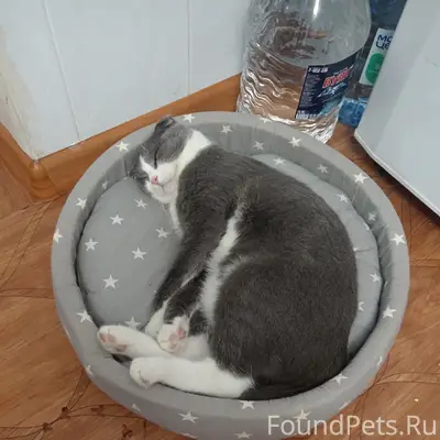 Пропал кот, свяжитесь по номеру 89370601938