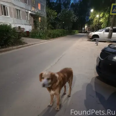 Пропала собака, улица Мира