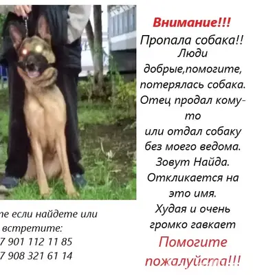 Пропала немецкая овчарка, г. Оренбург