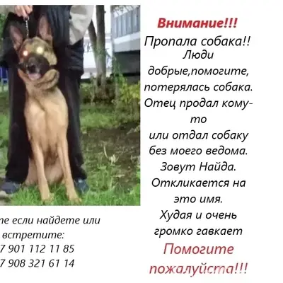 Пропала собака Найда
