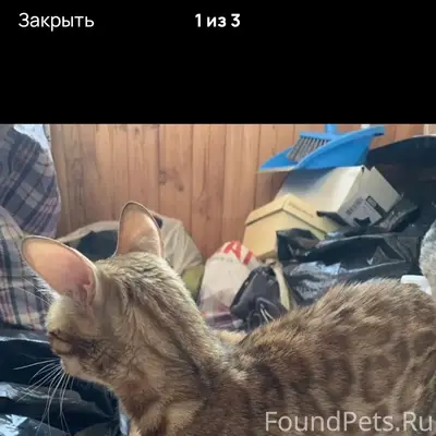 Найдена бенгальская кошка, Проспект Патриотов 22