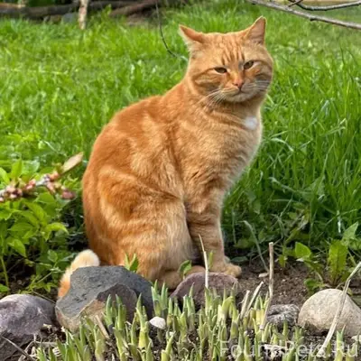 Пропал кот Веня, мкр-н южный
