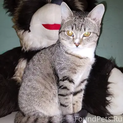 Найден кот, [место не указано]