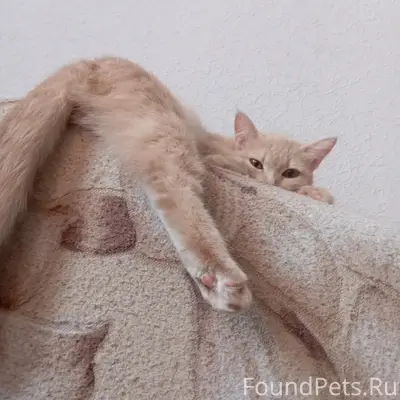 Пропала кошка Дуся