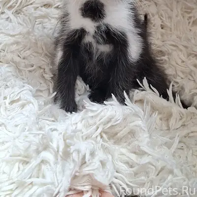 Найден котёнок-мальчик, 3 месяца