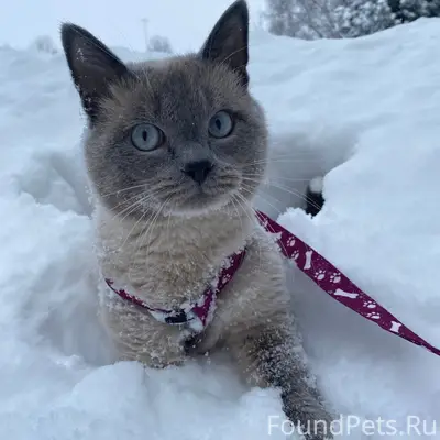 Пропал кот, Южный, 4-й квартал