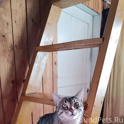 Пропал котик Сёма, СНТ Ракитино