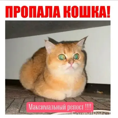 Пропала кошка Амина, район Некрасова, г. Выборг