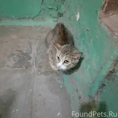 Найдена кошка, Олимпийская 23/210