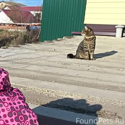 Пропал кот, ул. Парковая