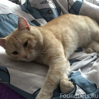 Пропал кот, Черёмушки