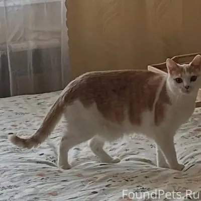 Пропала кошка Даня, Машиностроителей 22