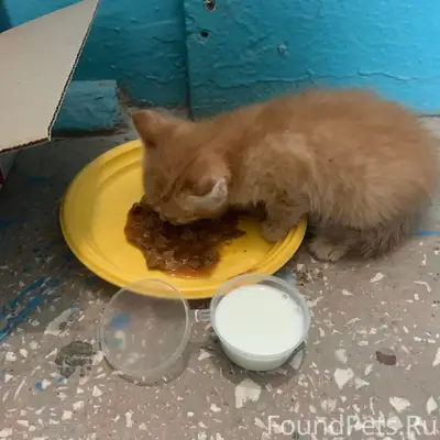 Найден котёнок, 7а мкр