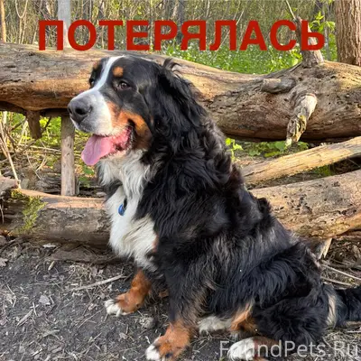 Пропала Бернский зенненхунд Алу, Ростовская область