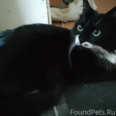 Пропала кошка, район Н. Солнечный