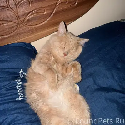 Пропал кот, улица 1 Мая