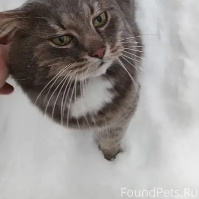 Пропал кот Мася, ул. Фрунзе