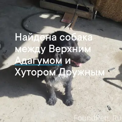 Найден кобель, район Верхний Адагум, хутор Дружный