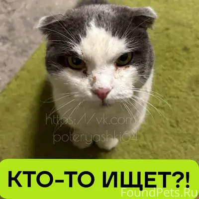 Найдена кошка, Ленинский район, Саратов