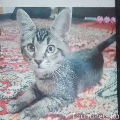 Пропала кошка Тая, 1 и 2 микрорайоны