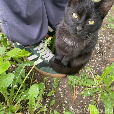 Найден котёнок, Колычево