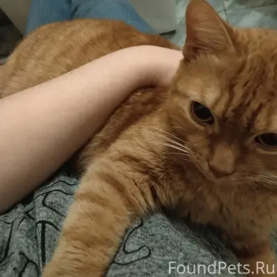Найден рыжий кот, Березовский